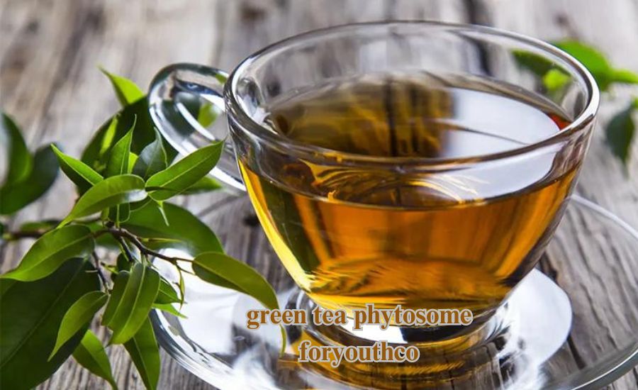 green tea phytosome foryouthco